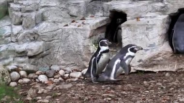 Humboldt pengueni, Spheniscus humboldti veya Perulu penguen