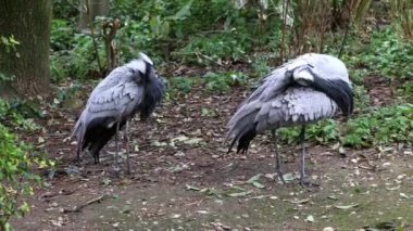 Demokiselle Crane ve Anthropoides başak kuşları gün boyunca açık yeşil çayırlarda yaşarlar. Orta Avrupa 'da bulunan bir turna türüdür.