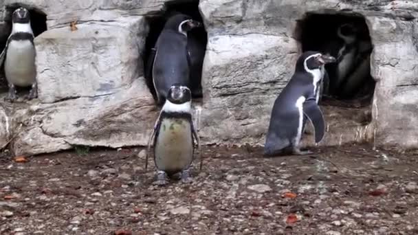 Пингвин Гумбольдт Сфениск Гумбольдти Перуанский Пингвин — стоковое видео