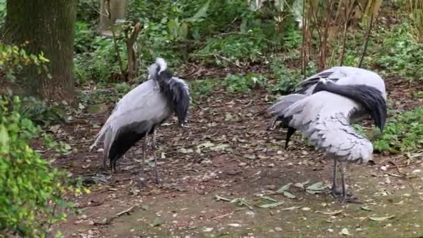 Demokiselle Crane Anthropoides Başak Kuşları Gün Boyunca Açık Yeşil Çayırlarda — Stok video