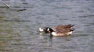 Kanada Kaz Kaz, Branta Kanadensis Almanya 'da Münih yakınlarında bir gölde. Siyah kafası ve boynu olan bir kaz, yüzünde beyaz lekeler ve kahverengimsi gri bir vücut..