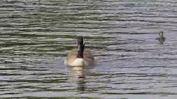 Canada Goose Branta Canadensis Jezera Mnichova Německu Husa Černou Hlavou — Stock video