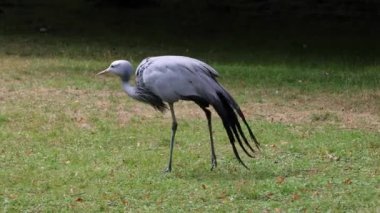 Grus paradisea, Güney Afrika 'ya özgü nesli tükenmekte olan bir kuş türü. Güney Afrika 'nın ulusal kuşudur.