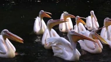 Büyük Beyaz Pelikan (