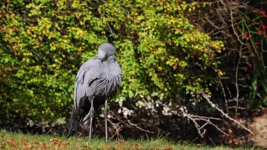 Grus paradisea, Güney Afrika 'ya özgü nesli tükenmekte olan bir kuş türü. Güney Afrika 'nın ulusal kuşudur.