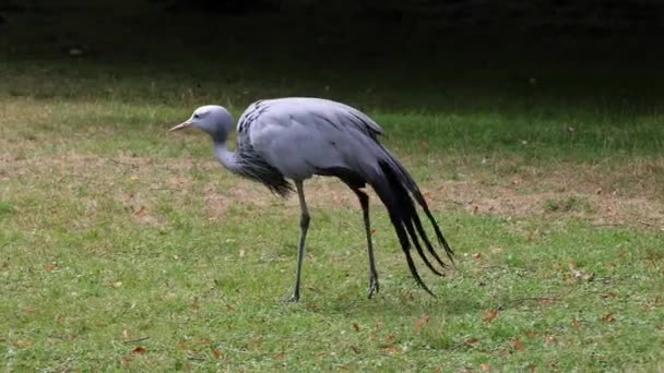 Modrý Jeřáb Grus Paradisea Ohrožený Ptačí Druh Endemický Pro Jižní — Stock video