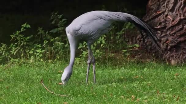 Modrý Jeřáb Grus Paradisea Ohrožený Ptačí Druh Endemický Pro Jižní — Stock video