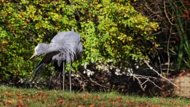 Blue Crane Grus Paradisea Endangered Bird Specie Endemic Southern Africa — Stock Video