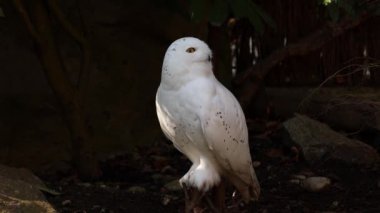 Karlı baykuş, Bubo skandiacus, Strigidae ailesinin kuşu. Sarı gözlü.