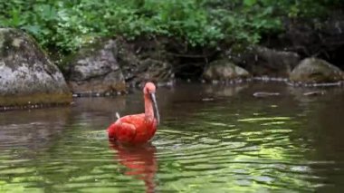 Kızıl aynak, Eudocimus ruber, Threskiornithidae familyasından bir kuş, kabuklu deniz ürünlerinin kırmızımsı renklerine hayran kalmıştır.