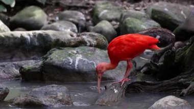 Kızıl aynak, Eudocimus ruber, Threskiornithidae familyasından bir kuş, kabuklu deniz ürünlerinin kırmızımsı renklerine hayran kalmıştır.