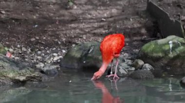 Kızıl aynak, Eudocimus ruber, Threskiornithidae familyasından bir kuş, kabuklu deniz ürünlerinin kırmızımsı renklerine hayran kalmıştır.
