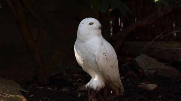 Burung Hantu Salju Bubo Scandiacus Burung Dari Keluarga Strigidae Dengan — Stok Video