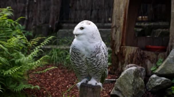 Snowy Owl Bubo Scandiacus Bird Strigidae Family Yellow Eye — Stock Video