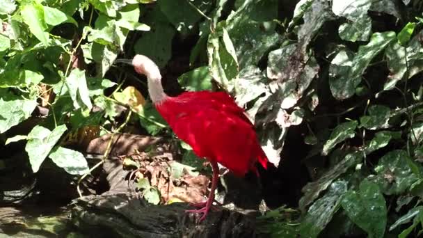 Scarlet Ibis Eudocimus Ruber Πτηνό Της Οικογένειας Threskiornithidae Που Θαυμάζεται — Αρχείο Βίντεο
