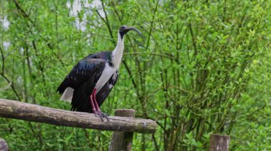 Saman boyunlu Ibis, Threskiornis spinicollis, Threskiornithidae familyasından bir kuş türü.. 