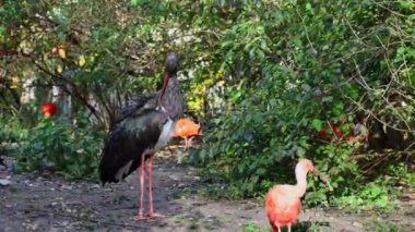 Kara leylek, Ciconia zencisi. Leylek familyasından büyük bir kuş.