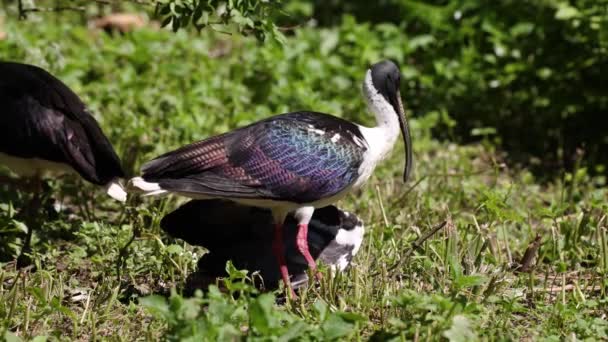 Den Halmhalsade Ibis Threskiornis Spinicollis Fågel Ibis Och Sked Familjen — Stockvideo