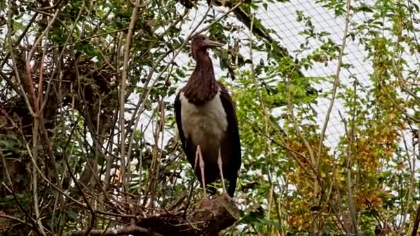 Чорний Лелека Циконійська Нігра Великий Птах Родині Лелеки Циконієві — стокове відео