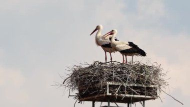 Beyaz Leylek, Ağustos böceği Oettingen, Swabia, Bavyera, Avrupa 'daki Almanya' daki yuvada. Ciconia ciconia leylek familyasından bir kuş türüdür. Tüyleri ağırlıklı olarak beyazdır ve kanatları siyahtır.
