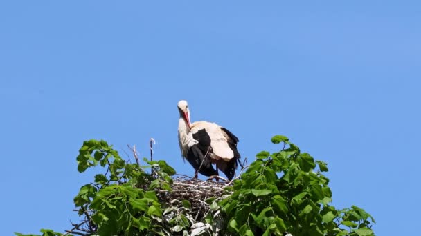 White Stork Ciconia Ciconia Nest Oettingen Swabia Bavaria Germany Europe — стокове відео