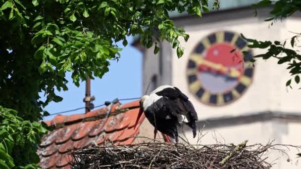 Cicogna Bianca Ciconia Ciconia Sul Nido Oettingen Svevia Baviera Germania — Video Stock