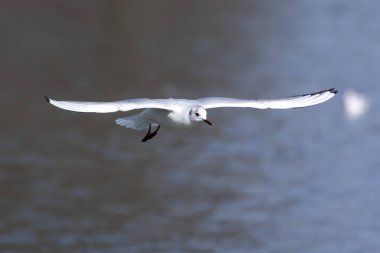 Larus Argentatus, Avrupa 'nın batısındaki tüm martılar arasında en çok bilinen martılardan biri olan büyük bir martıdır. Burada havada uçuyor..