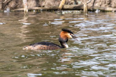Great Crested Grebe, Podiceps kristali bir balık yakaladı. Güzel turuncu renkli bir kuş, kırmızı gözlü bir su kuşu. Eski Dünya 'da bulunan en büyük aile üyesidir..