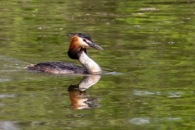 Great Crested Grebe, Podiceps kristali turuncu güzel renklerle, kırmızı gözlü bir su kuşu. Eski Dünya 'da bulunan en büyük aile üyesidir..
