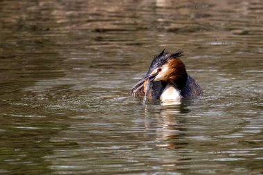 Great Crested Grebe, Podiceps kristali bir balık yakaladı. Güzel turuncu renkli bir kuş, kırmızı gözlü bir su kuşu. Eski Dünya 'da bulunan en büyük aile üyesidir..