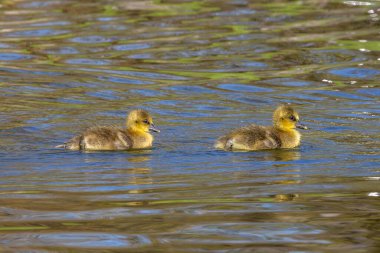 Anser anser, Anatidae familyasından bir kuş türü olan Anatidae familyasından bir kaz türü.