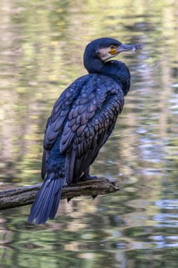 Kuzey yarımküre boyunca büyük siyah karabatak olarak bilinen büyük karabatak, Avustralya 'daki siyah karabatak ve Yeni Zelanda' nın daha güneyindeki siyah karabatak
