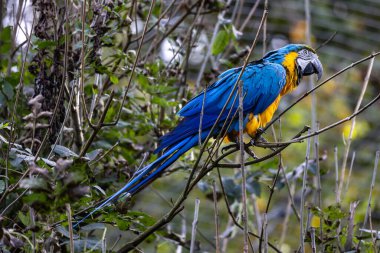 Mavi ve sarı papağan, Ara aratyası, mavi ve altın papağanı olarak da bilinir, çoğunlukla mavi üst kısımları ve açık turuncu alt kısımları olan büyük bir Güney Amerika papağanıdır.