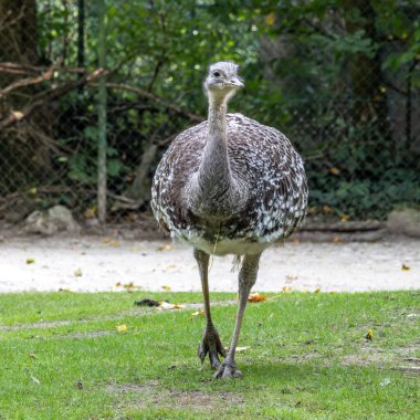 Darwin 'in Rhea' sı, Rhea pennata daha az Rhea olarak da bilinir. Büyük, uçamayan bir kuştur, fakat iki Rheas türünün en küçüğüdür..