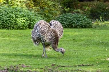 Darwin 'in Rhea' sı, Rhea pennata daha az Rhea olarak da bilinir. Büyük, uçamayan bir kuştur, fakat iki Rheas türünün en küçüğüdür..