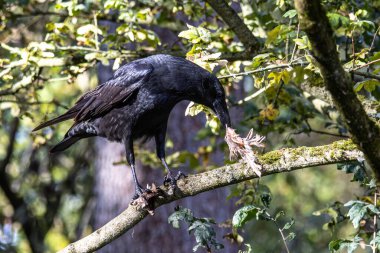 Ortak Kuzgun, Corvus Corax Almanya 'nın Münih kentinde Kleinhesseloher Gölü' nde sonbahar renklerinde küçük bir kuş yiyor.