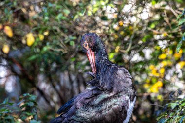 Kara leylek, Ciconia nigra leylek familyasından büyük bir kuş türü..