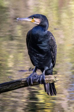 Kuzey yarımküre boyunca büyük siyah karabatak olarak bilinen büyük karabatak, Avustralya 'daki siyah karabatak ve Yeni Zelanda' nın daha güneyindeki siyah karabatak