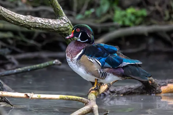 The wood duck or Carolina duck, Aix sponsa is a species of perching duck found in North America. It is one of the most colorful North American waterfowl.