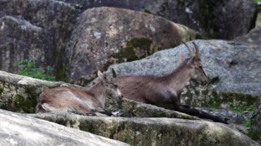 Alman parkındaki bir kayanın üzerinde oturan dağ keçisi ya da kapra dağ keçisi.