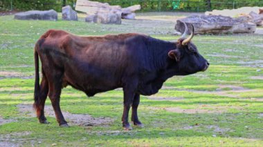 Bos Primigenius Taurus, soyu tükenmiş yaban öküzlerine benzediğini iddia etti. Evcil dağlık sığırlar