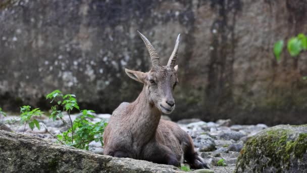 Mężczyzna Góra Ibex Lub Capra Ibex Siedzi Skale Niemiecki Park — Wideo stockowe