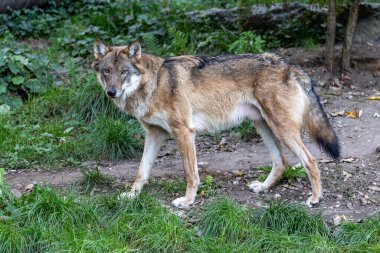 Kurt, gri kurt ya da kereste kurdu olarak da bilinen, Avrasya ve Kuzey Amerika 'nın vahşi ve uzak bölgelerinde yaşayan bir köpek türüdür..