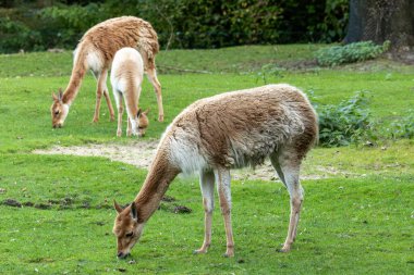 Vicunas, Vicugna Vicugna, And Dağları 'nın yüksek dağlık bölgelerinde yaşayan lama' nın akrabaları.
