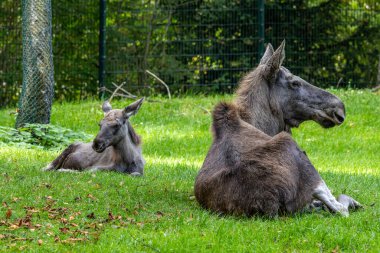 Avrupa geyiği, Alces alces, geyik olarak da bilinir. Vahşi yaşam hayvanı.