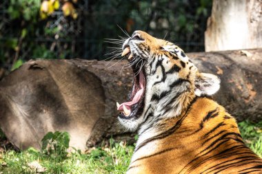 Sibirya kaplanı, Panthera tigris altaica dünyanın en büyük kedisidir.