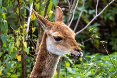 Vicunas, Vicugna Vicugna, And Dağları 'nın yüksek dağlık bölgelerinde yaşayan lama' nın akrabaları.