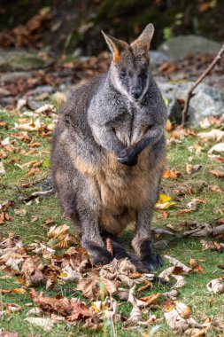 Wallaby bataklığı, Wallabia bicolor, küçük kangurulardan biridir. Bu valabi aynı zamanda siyah valabi olarak da bilinir.