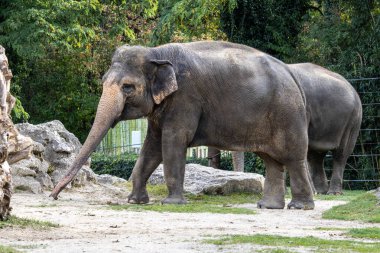 Asya fili, Asya fili olarak da adlandırılır Elephas maximus tek şey yaşam türü Elephas ve Hindistan ve Güneydoğu Asya dağıtılır