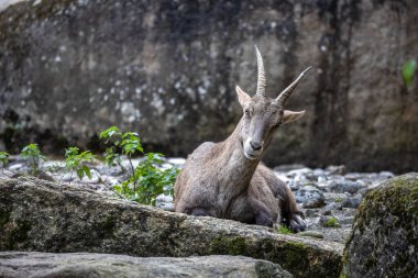 Erkek dağ keçisi - Avrupa Alplerinde yaşayan bir kayanın üzerindeki kapra dağ keçisi